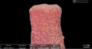 Time-lapse footage of the massive tube sponge Aplysina