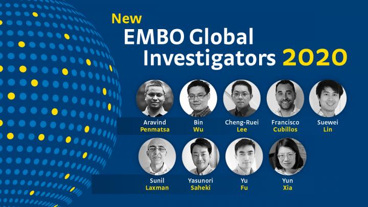 EMBO Global Investigators 2020