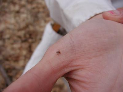 Female Adult Blacklegged Tick on Hand