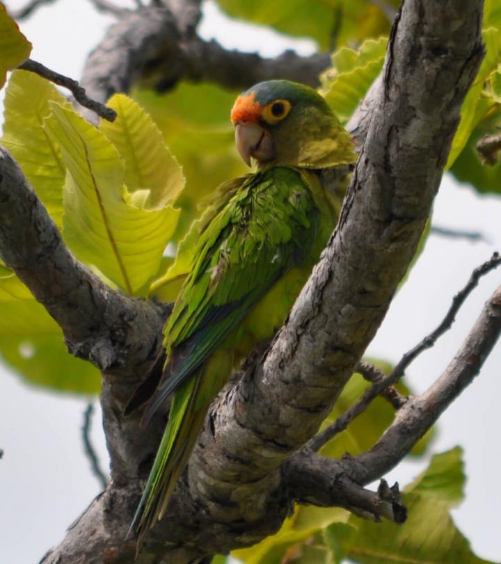 Orange-fronted conure