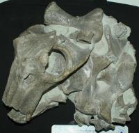 <em>Lystrosaurus</em> Was a Survivor of the Permian-Triassic Mass Extinction