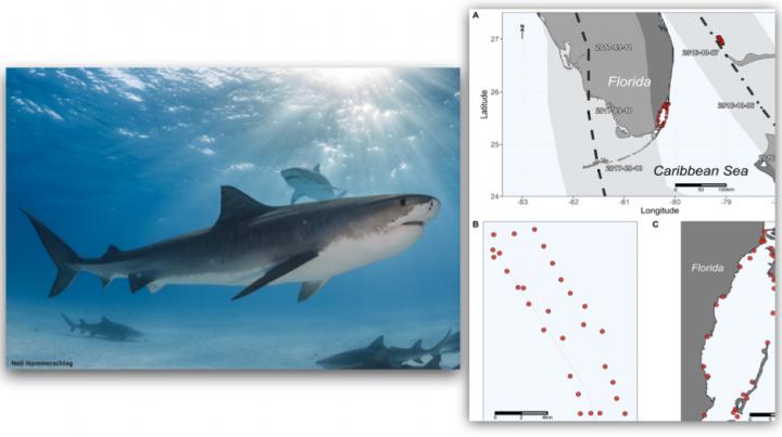 New Study Tracked Large Sharks During Hurricanes