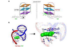 Scientists Discover Two Coexisting Pseudo-mirror Heteromolecular Telomeric G-quadruplexes Differentially Recognized by Thioflavin T