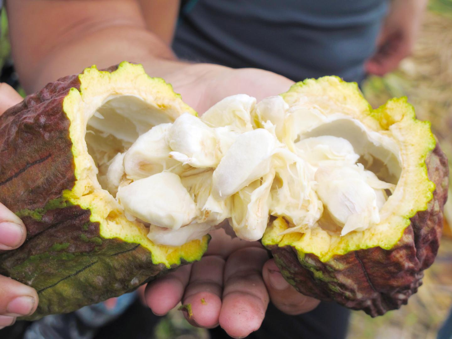 Cocoa Flavanols (2 of 2)