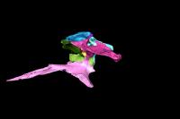Animation of particular bones in the braincase of the false gharial Tomistoma schlegelii