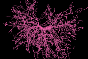 Oligodendrocyte precursor cell