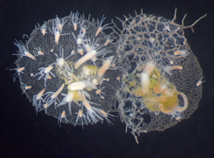 When incompatible Hydractinia symbiolongicarpus colonies identify each other as non-self via Alr genes, they fight. As a result, the colony on the left has started to grow over the colony on the right.