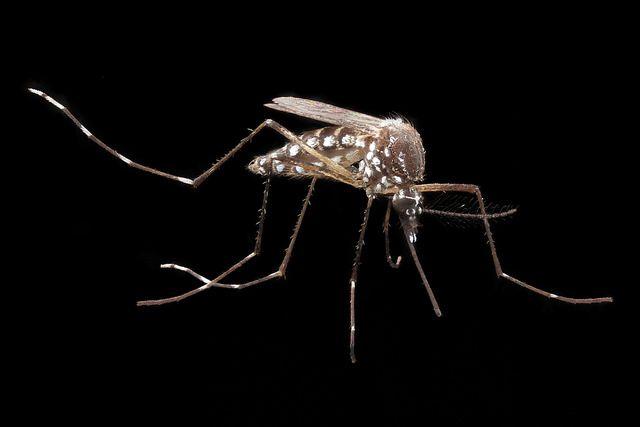<I>Aedes aegypti</I>