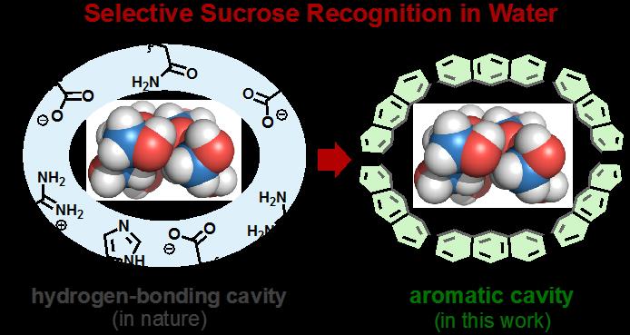 Selective Sucrose Recognition in Water