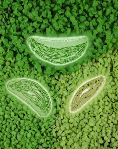 <i>Arabidopsis</i> Seedlings of 3 Different Genotypes Grown in Sectors