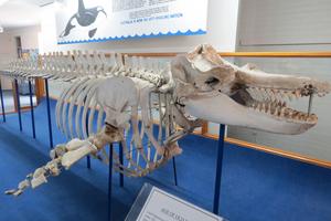 Old Tom Skelton at the Eden Killer Whale Museum