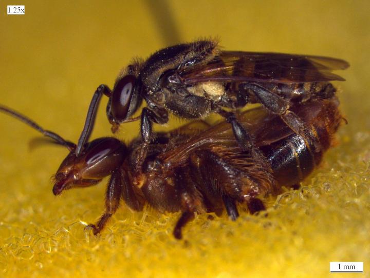 honey bee queen mating