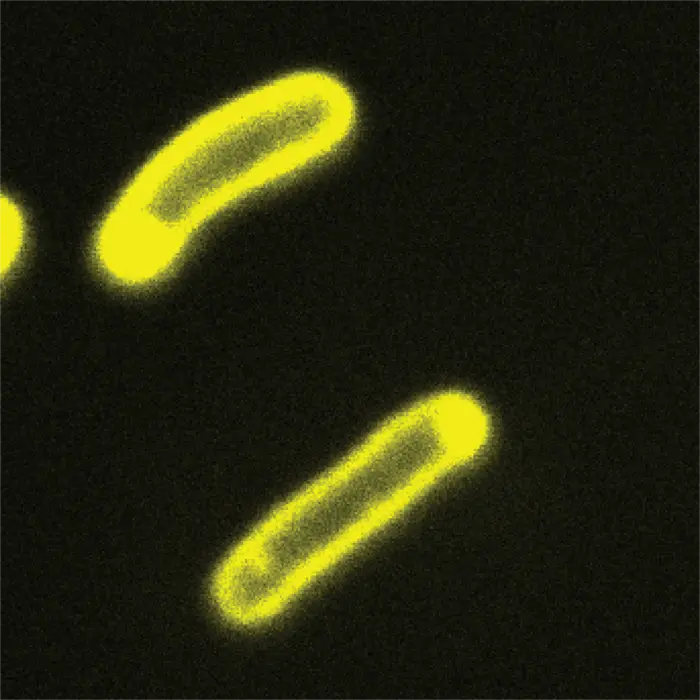 Glowing Cellular Condensates