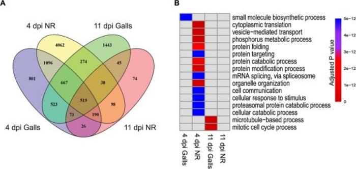 Megalaima incognita induces transcriptome reprograming in an infection stage-dependent manner.