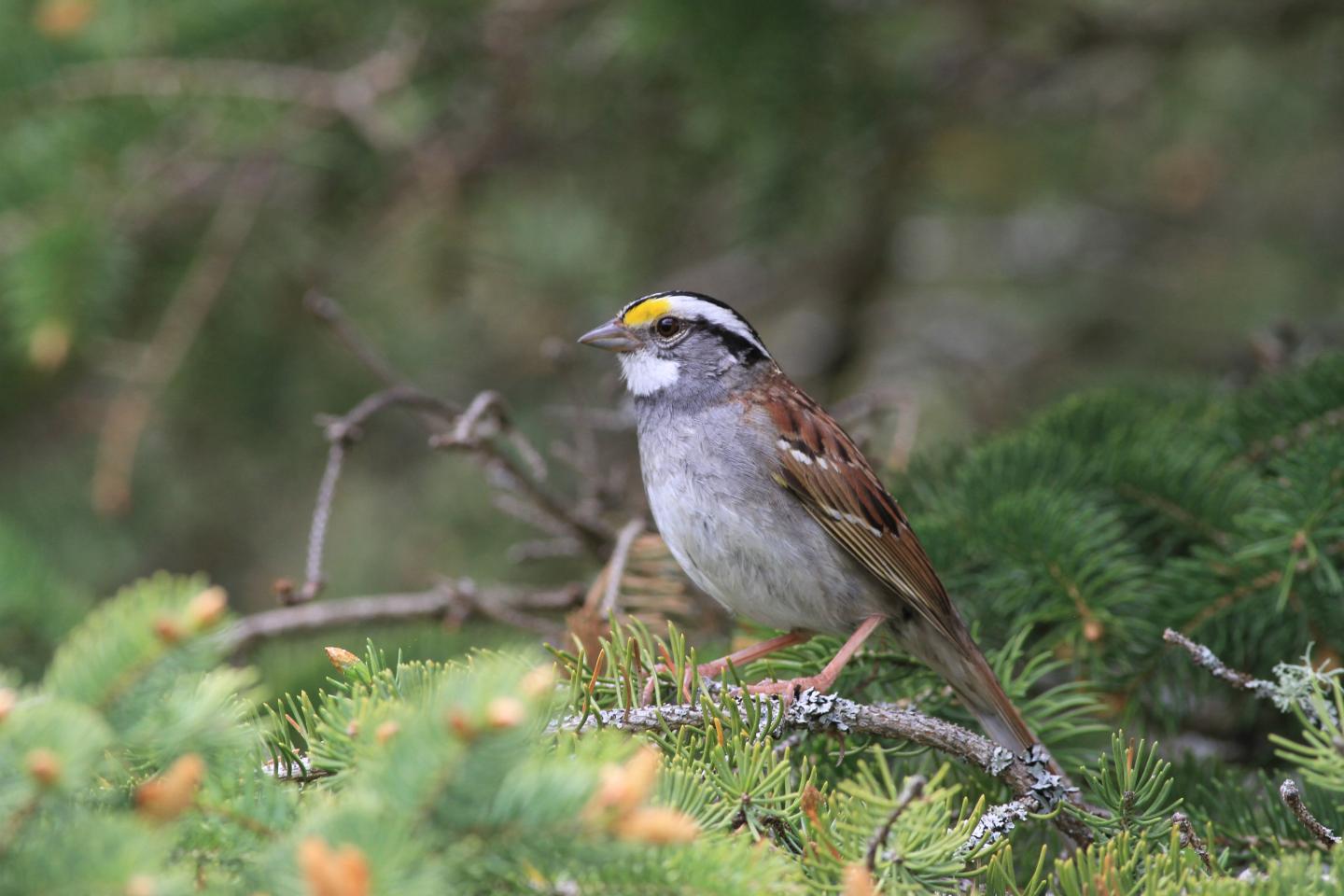 White-Throated Sparrow