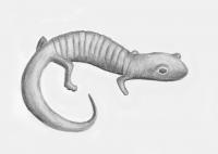 Artist's Image of Salamander