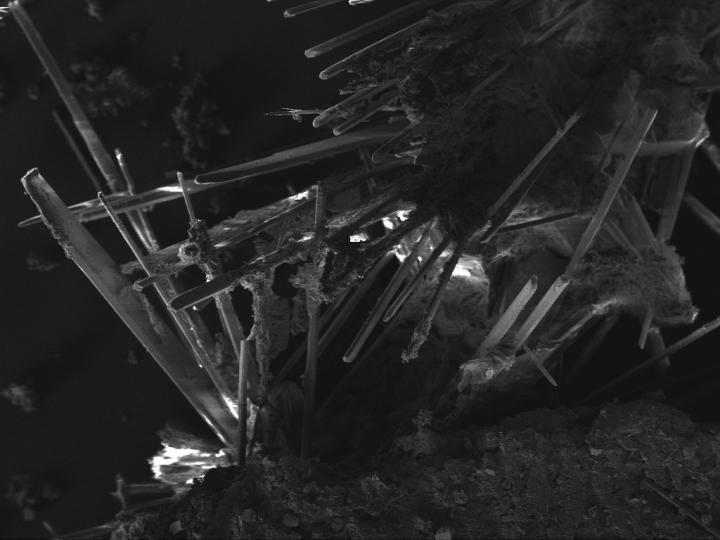 <i>Metallosphaera sedula</i> (1 of 3)