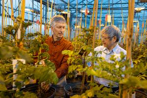 Jiming Jiang and David Douches in the greenhouse