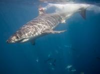 White Shark with Loggers