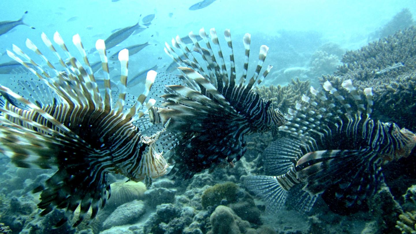 Lionfish