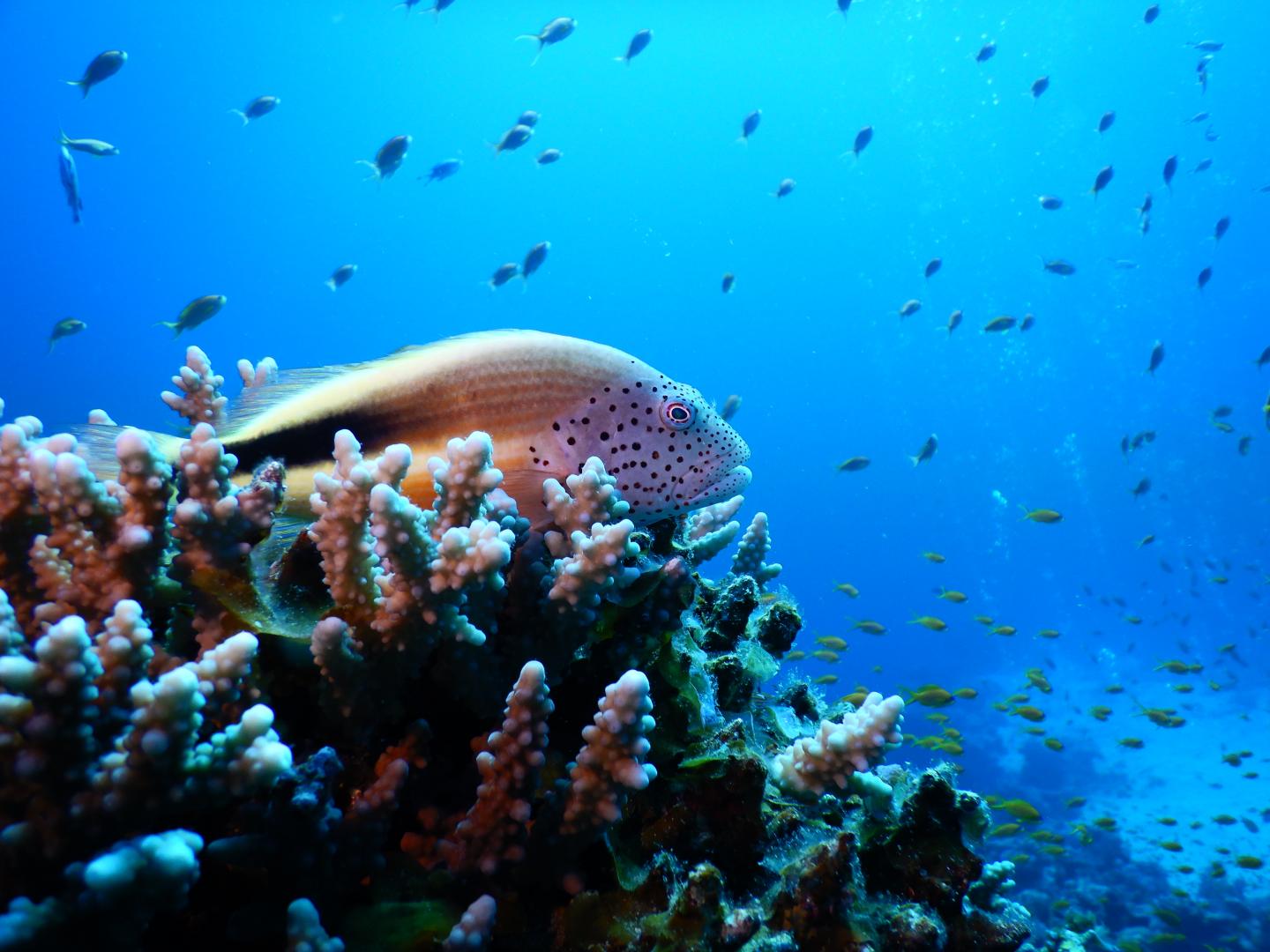Warming-Resistant Corals from the Gulf of Aqaba Live Close to Their Cold-Water Bleaching Threshold