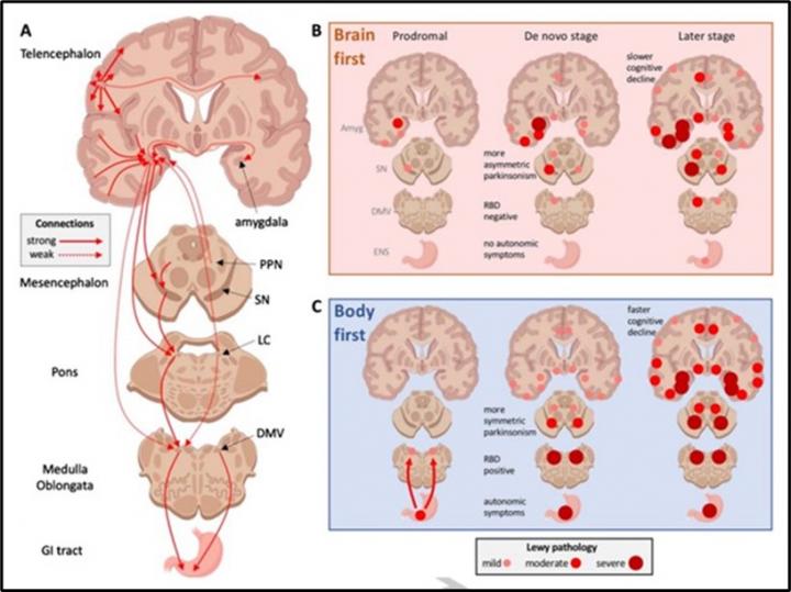 : A) Schematic representation of important connectome details in Parkinson's disease (PD)
