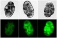 Celegans Young to Old Mothers Embryos