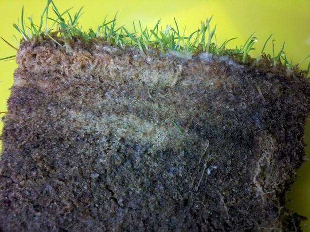 Turfgrass Cross-Section