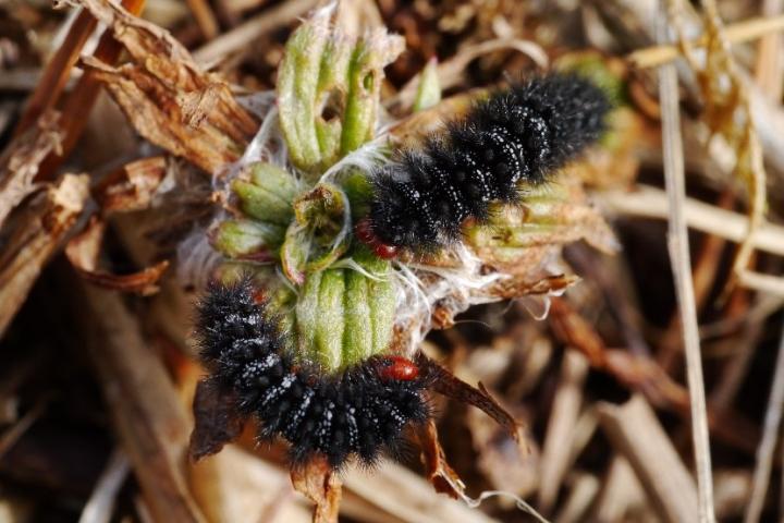 Glanville fritillary larvae