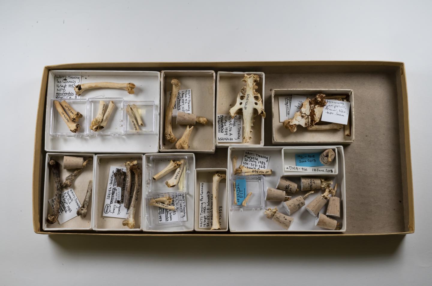 Discovery Highlights Value of Museum Collections