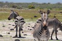 Group of Cape Mountain Zebras