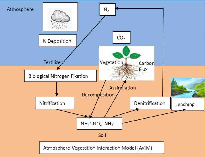 The Nitrogen Cycle Related to Carbon Flux in the Atmosphere--Vegetation Interaction Model