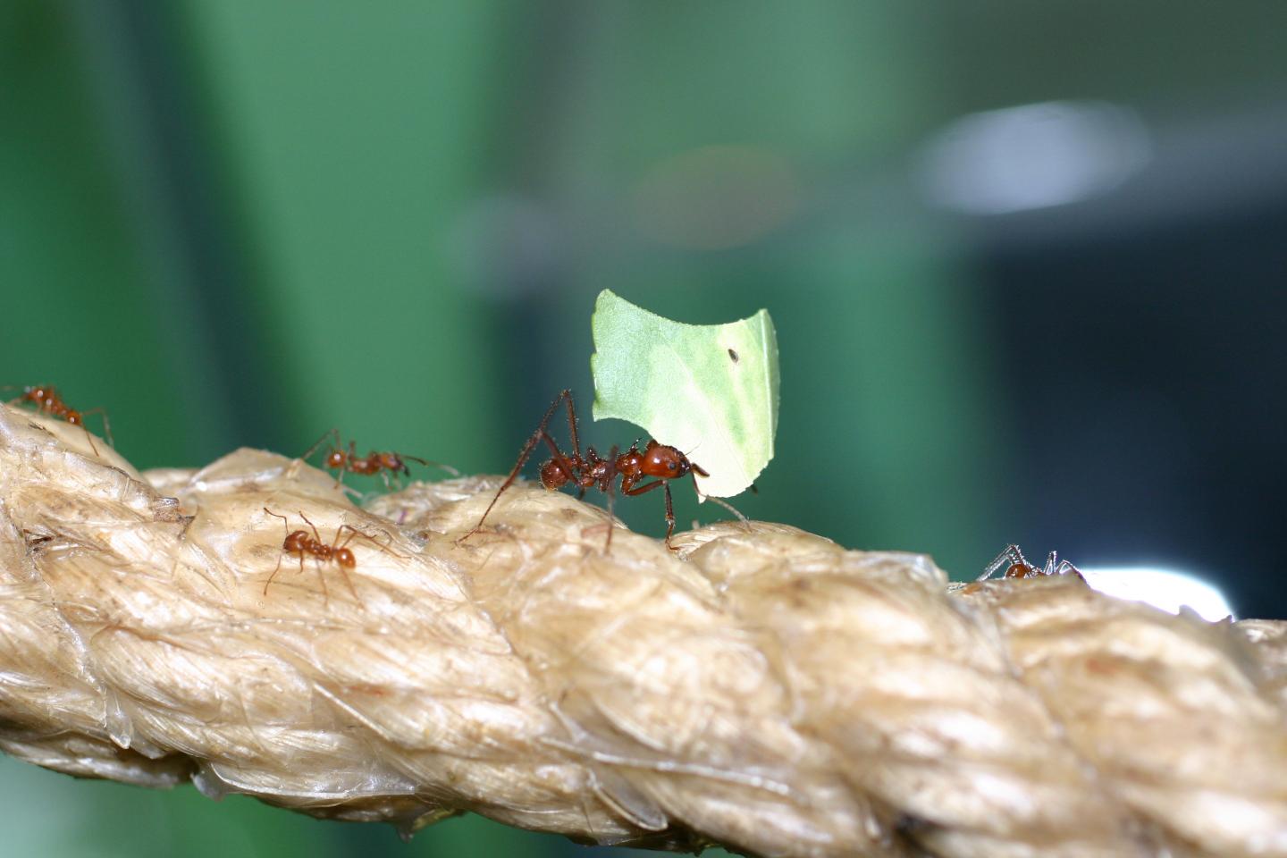 Leafcutter Ants