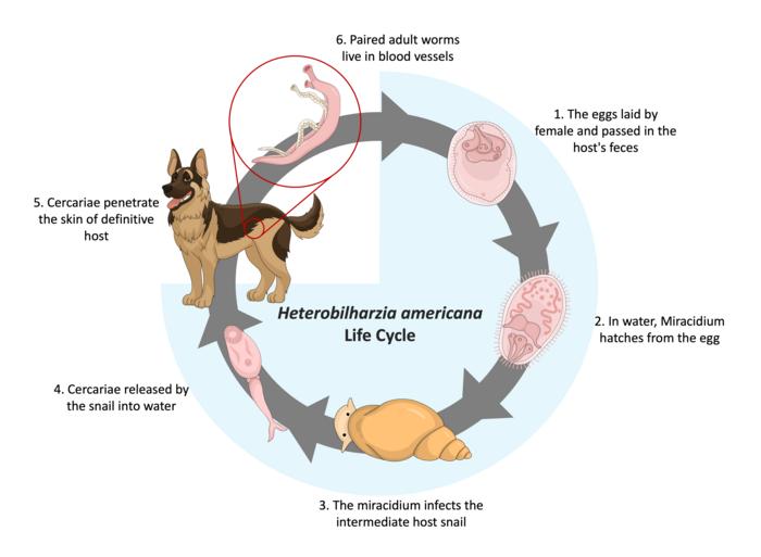 H. americanan life cycle