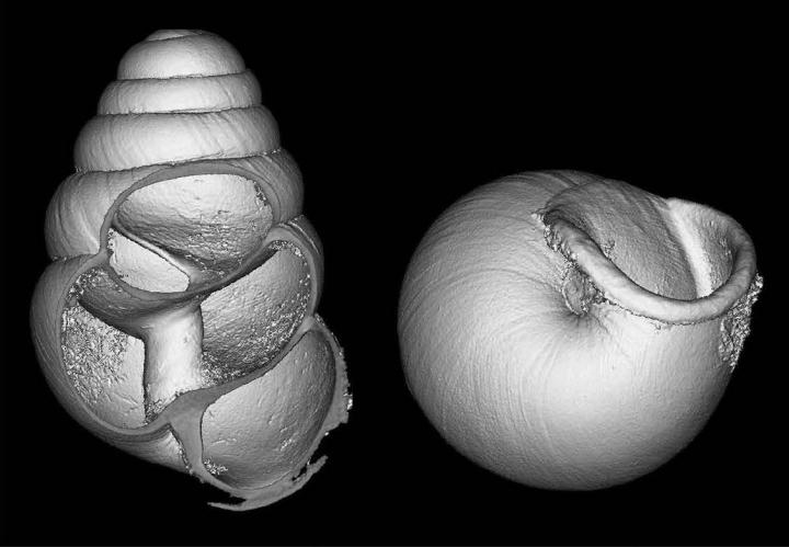 <em>Zospeum amoenum</em>