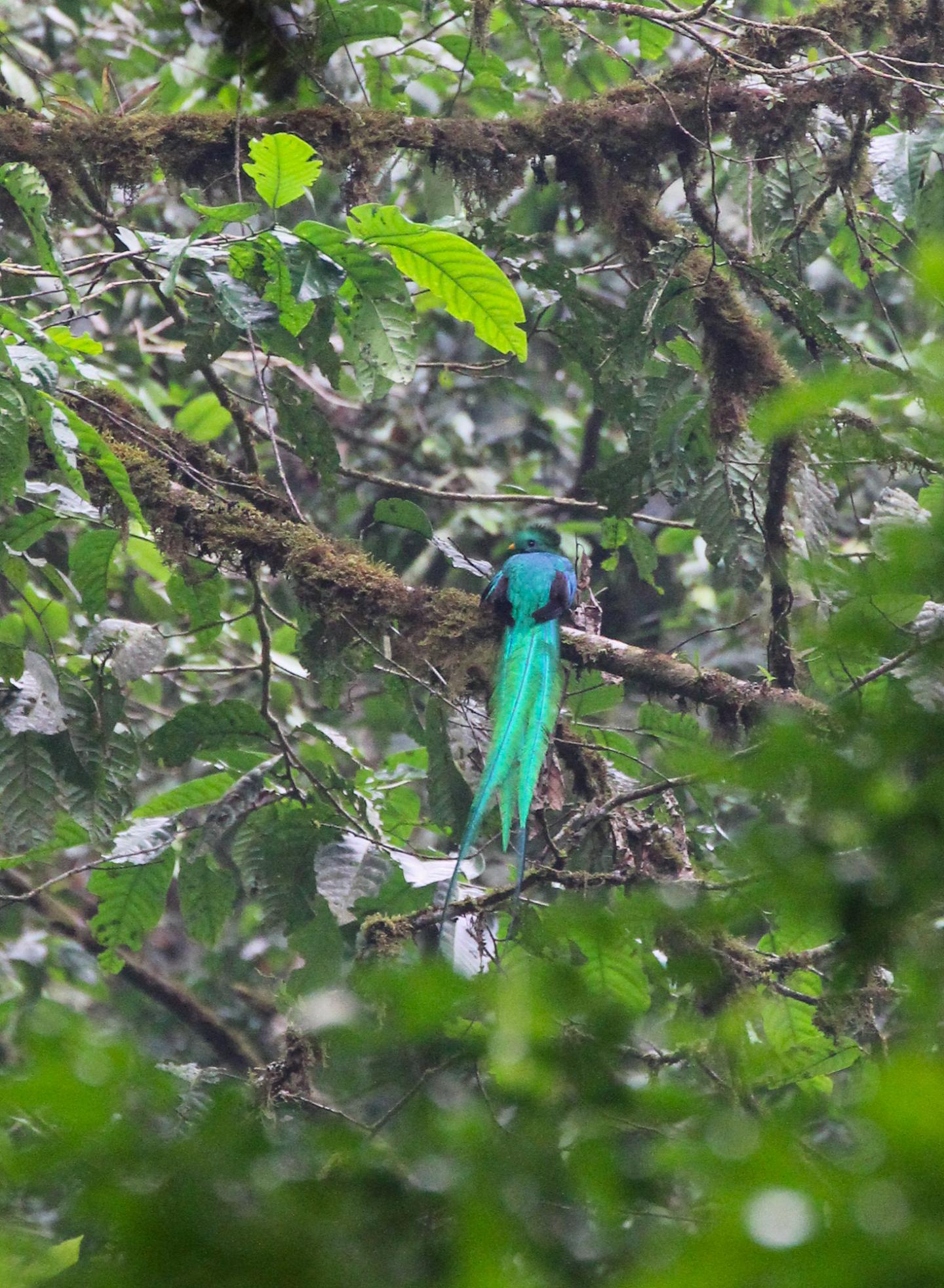 Resplendant Quetzal