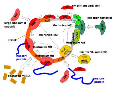 Illustration of Mathematical Model