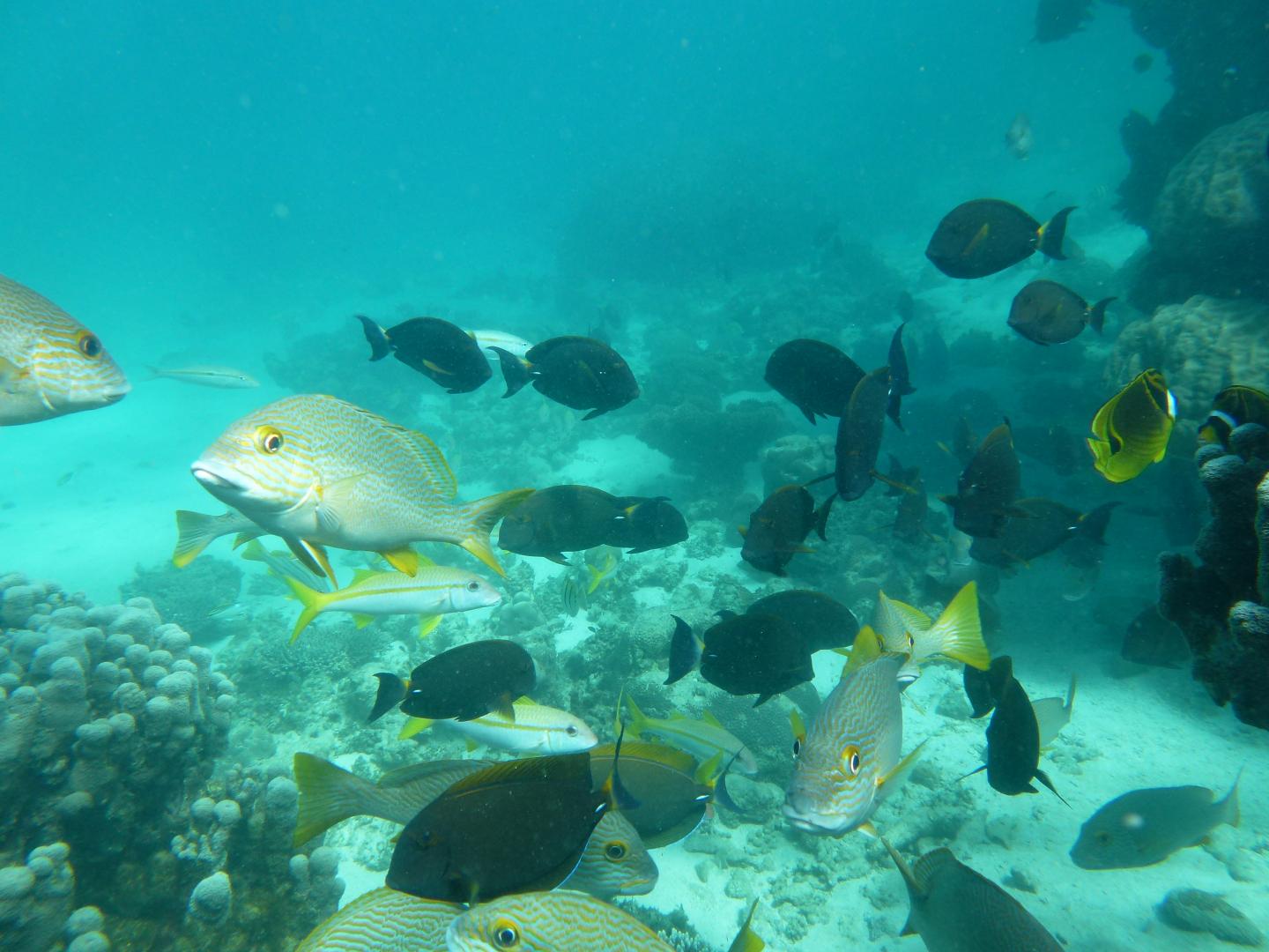 Ningaloo Reef, West Australia