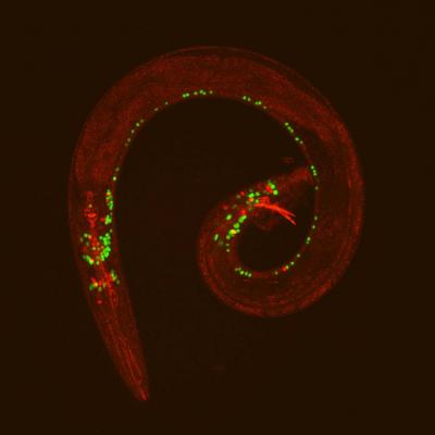 The Nervous System of the Male C. Elegans