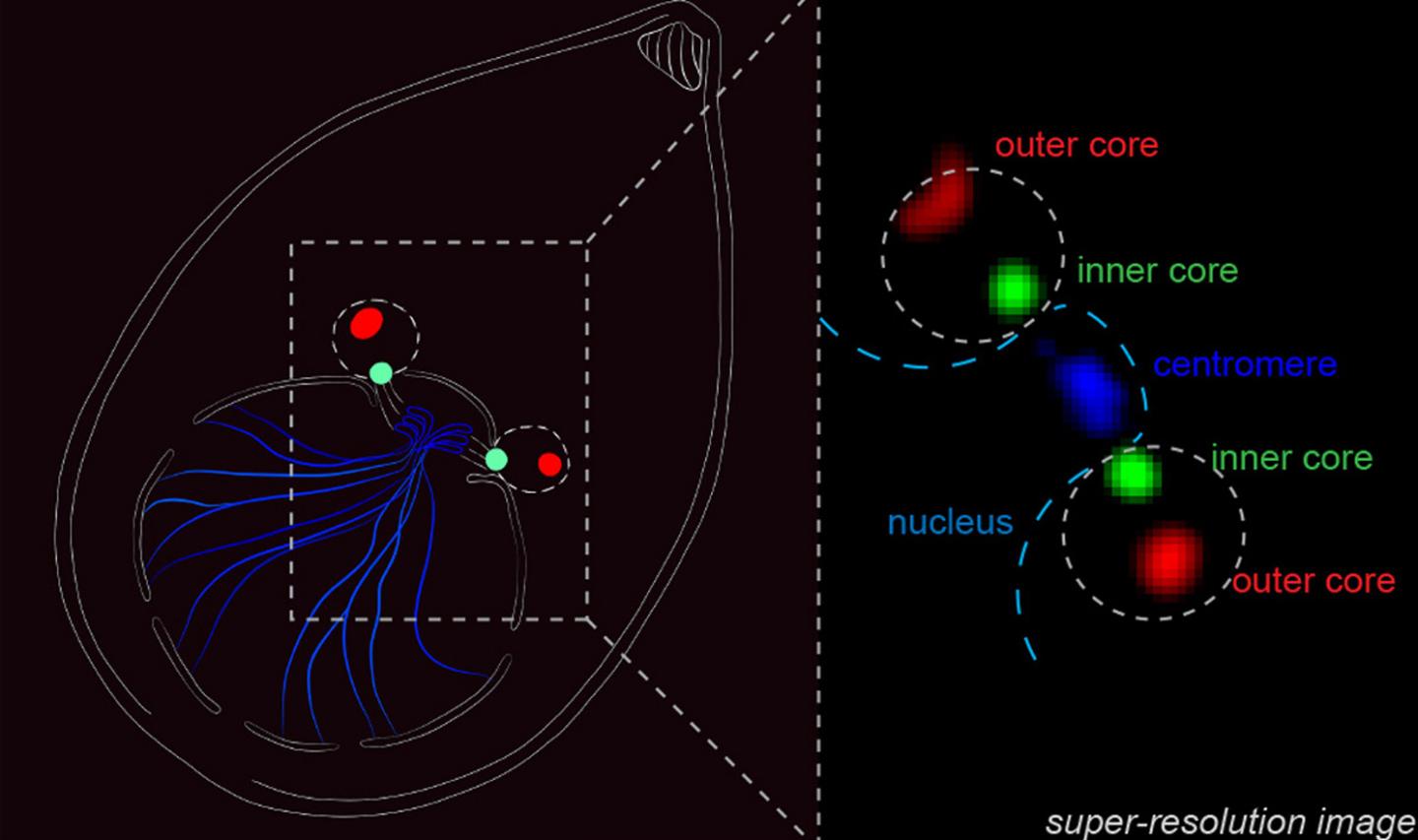 <i>PLOS Biology</i> Image