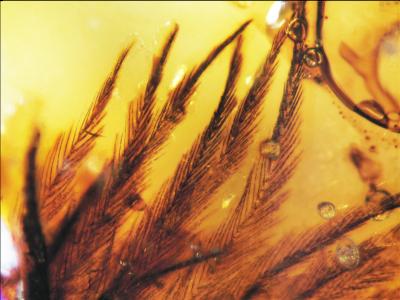 Flock of Feathers Preserved in Cretaceous Amber (3 of 10)