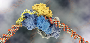 Explaining the DNA repair mechanism