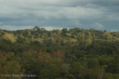 Yasuni Rain Forest Canopy