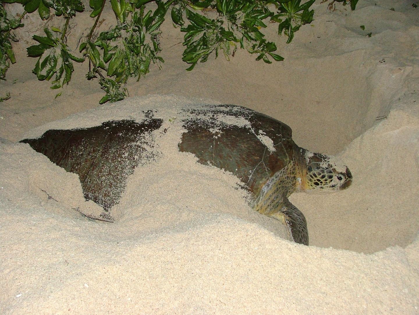 A nesting green turtle