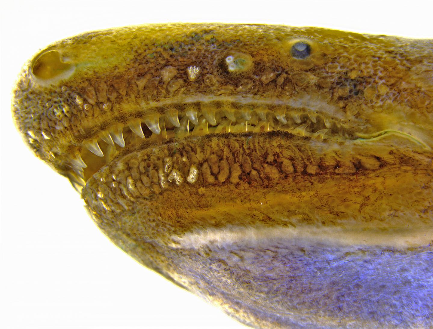 Head of Caecilian with Glands Showing