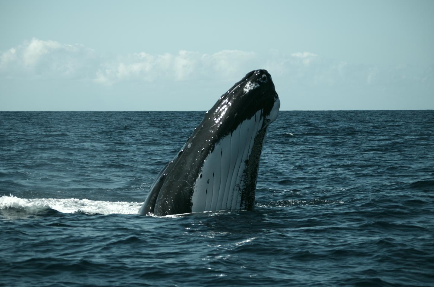 Whales Turn Tail at Ocean Mining Noise