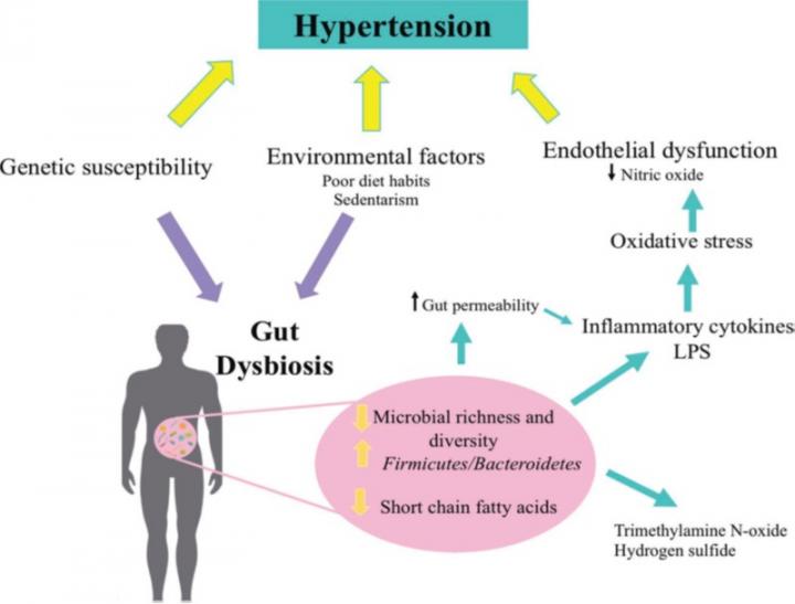 Potential for the development of tailor-made fermented milks to help reduce hypertension