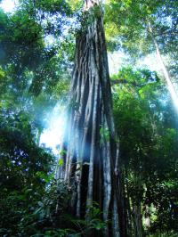 Amazonian Tree