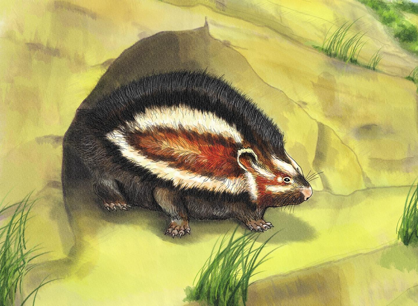Artistic reconstruction of the Dead Sea crested rat subspecies