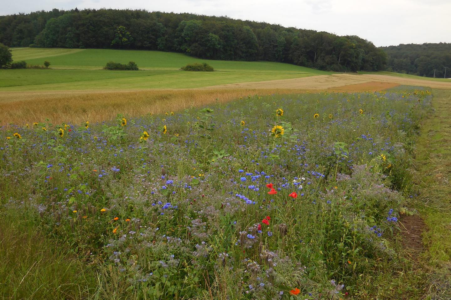 Fallow Areas Planted with Flowering Seed Mixtures
